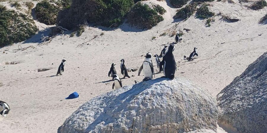 Kirstenbosch Garden, Bo-Kaap-Penguins & Cape Peninsula Tour - Boulders Beach and its African penguins