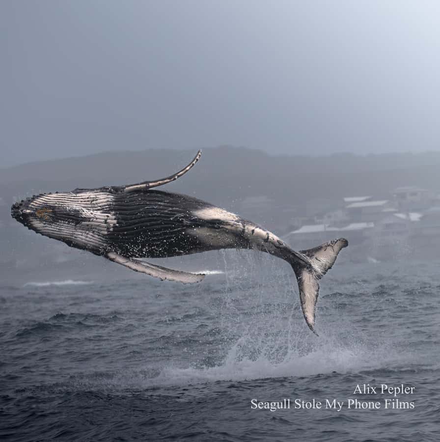 Knysna: Close Encounter Whale Watching Tour by Boat - Key points to know before you book