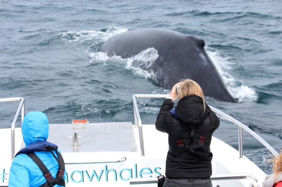 Knysna: Close Encounter Whale Watching Tour by Boat - Who will enjoy this Knysna outing?