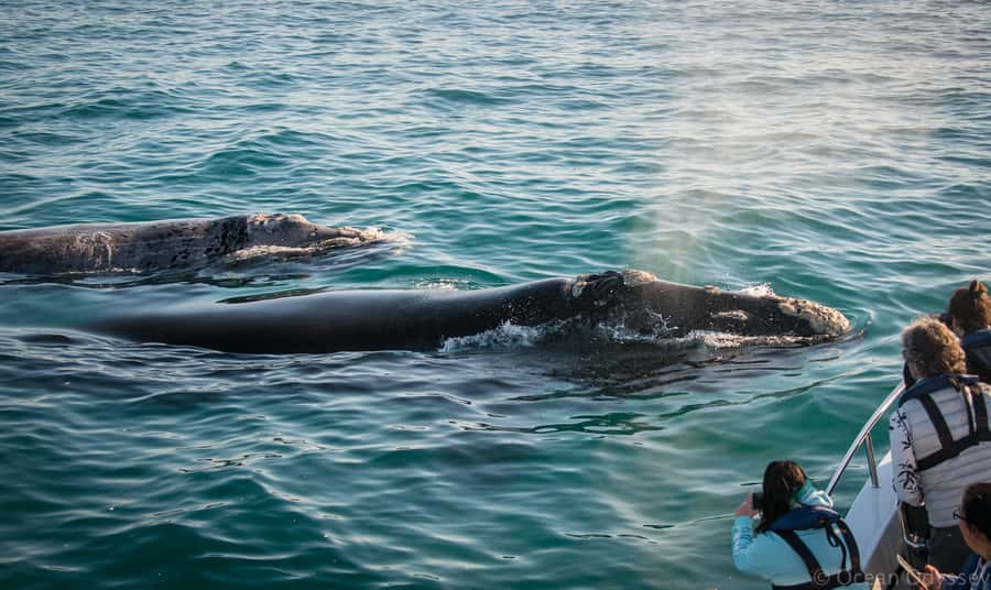 Knysna: Close Encounter Whale Watching Tour by Boat - From Thesen Island to the Knysna Heads