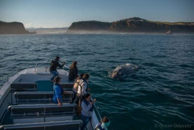 Close Encounter Whale Watching Tour by Boat