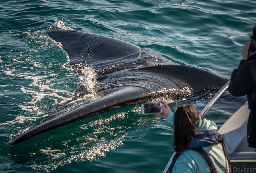 Knysna: Close Encounter Whale Watching Tour by Boat - What the two-hour route feels like