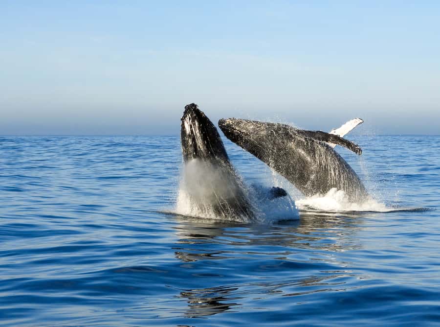 Knysna: Close Encounter Whale Watching Tour by Boat - Open ocean means real motion