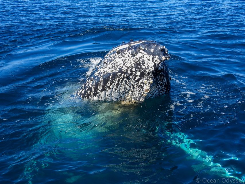 Knysna: Close Encounter Whale Watching Tour by Boat - How personal is the experience?