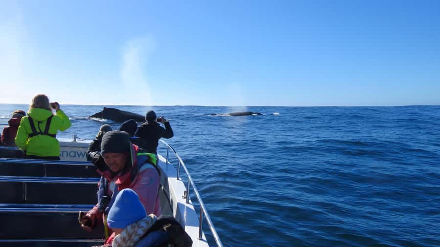 Knysna: Close Encounter Whale Watching Tour by Boat - Is $113 a fair price?