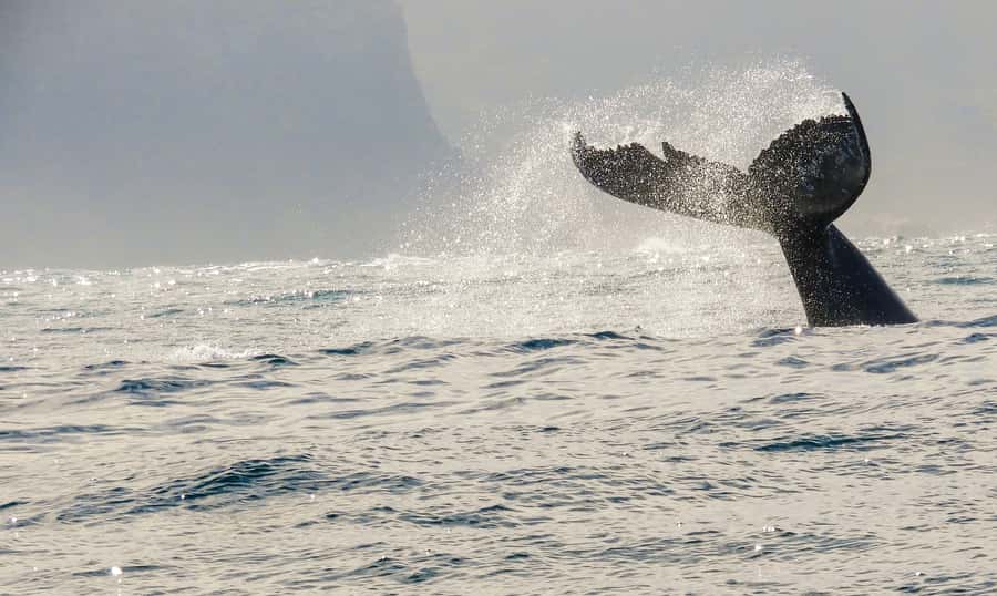 Knysna: Close Encounter Whale Watching Tour by Boat - Choosing the right day and place on the boat