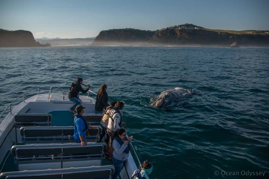 Knysna: Close Encounter Whale Watching Tour by Boat - Why the whale spotter matters