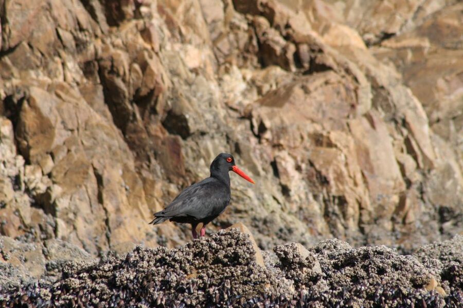 Knysna Heads and Estuary Adventure - Caves, coves, and the Pacquita wreck