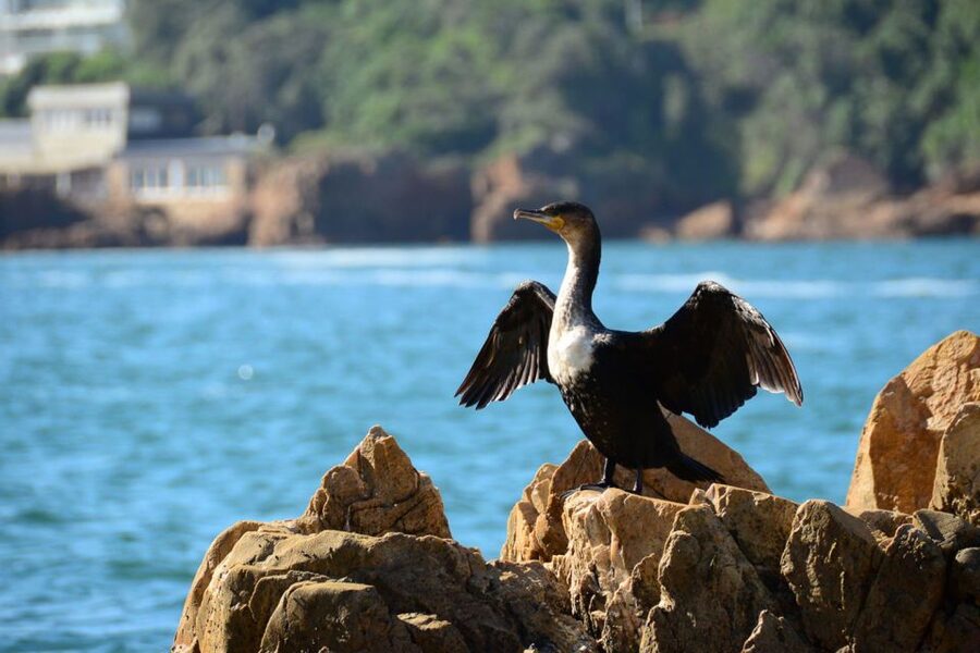 Knysna Heads and Estuary Adventure - The Knysna Estuary from the water