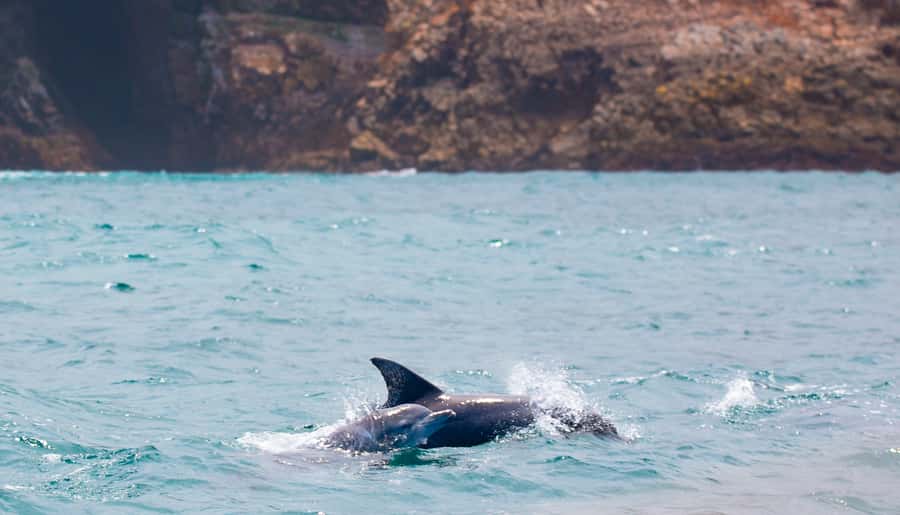 Knysna: Luxury Sunset Cruise with Captain's Barbeque - What to expect from the Captain’s barbeque