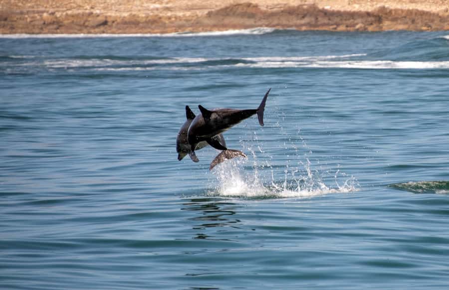 Knysna: Marine Life & Garden Route Coastline Tour - Starting at Thesen Harbour Town