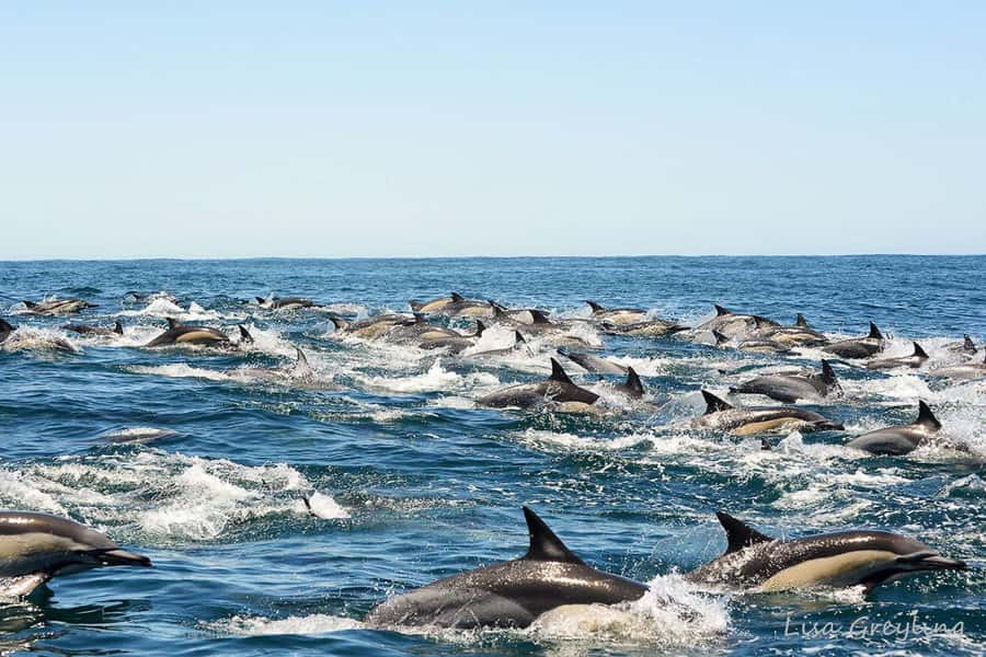 Knysna: Marine Life & Garden Route Coastline Tour - Beyond the Heads and into the Indian Ocean