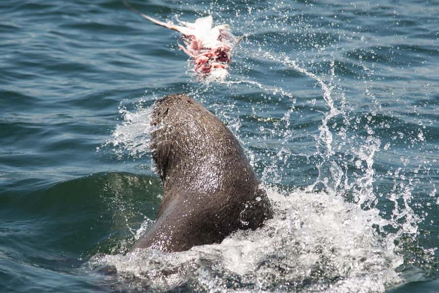 Knysna: Marine Life & Garden Route Coastline Tour - Sea conditions, cancellations, and seasickness