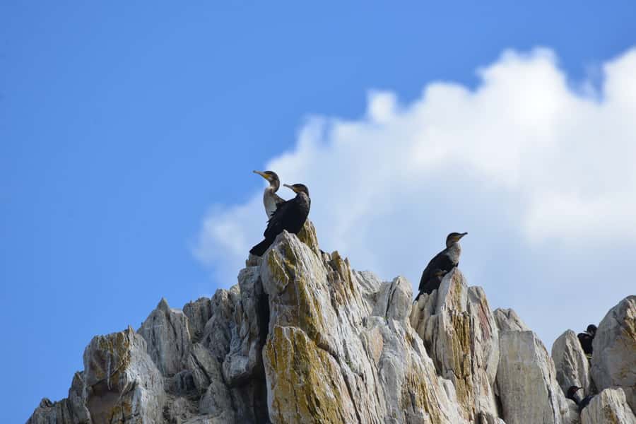 Knysna: Marine Life & Garden Route Coastline Tour - Who should book this experience