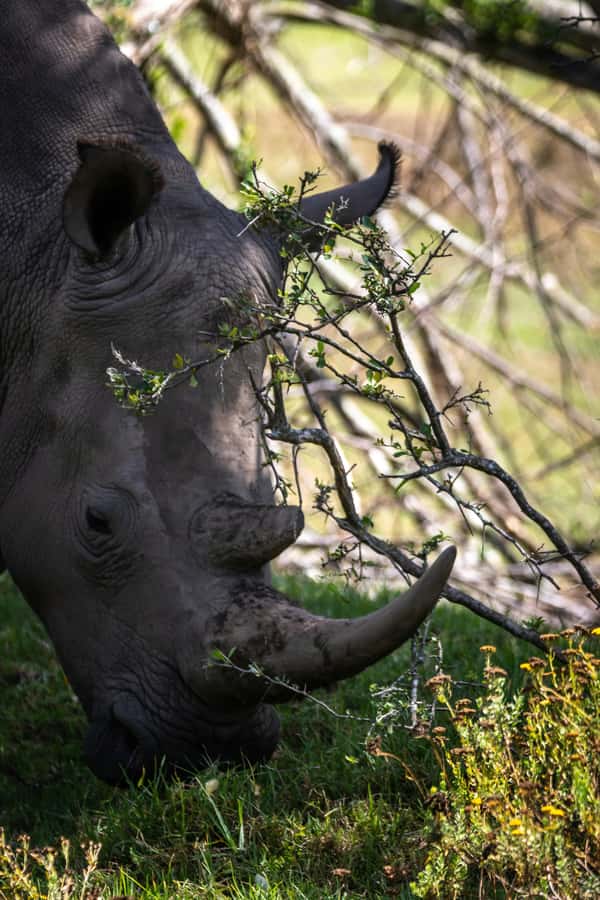 KRAGGA KAMMA GAME PARK - Key points to know before you book