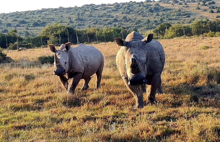 Kragga Kamma Game Park - Booking advice for a smoother morning