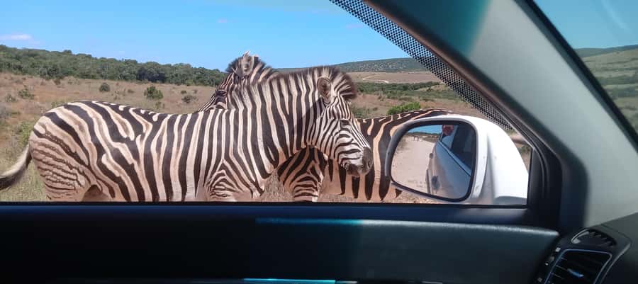 KRAGGA KAMMA GAME PARK - A quick safari close to Port Elizabeth