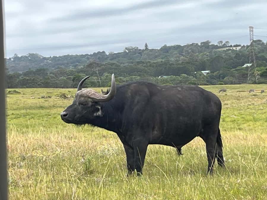 KRAGGA KAMMA GAME PARK - From coastal forest to open grassland