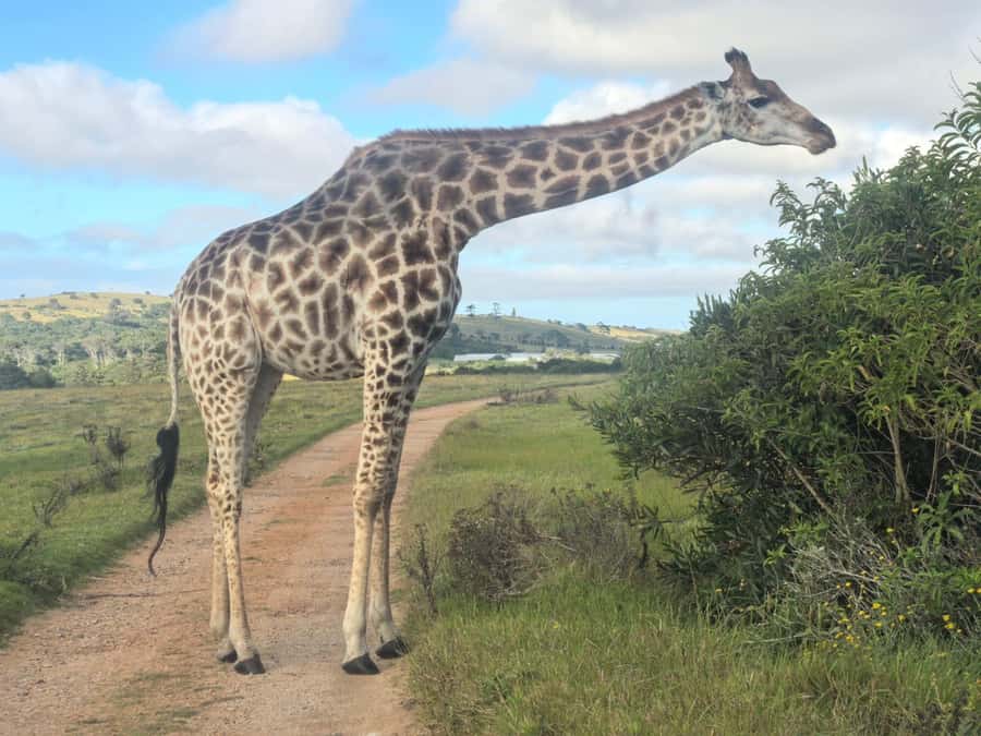 Kragga Kamma Game Park 4x4 & BBQ LUNCH - A short trip from Port Elizabeth to open country
