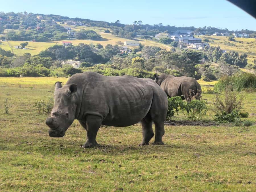 Kragga Kamma Game Park 4x4 & BBQ LUNCH - A BBQ lunch after the safari