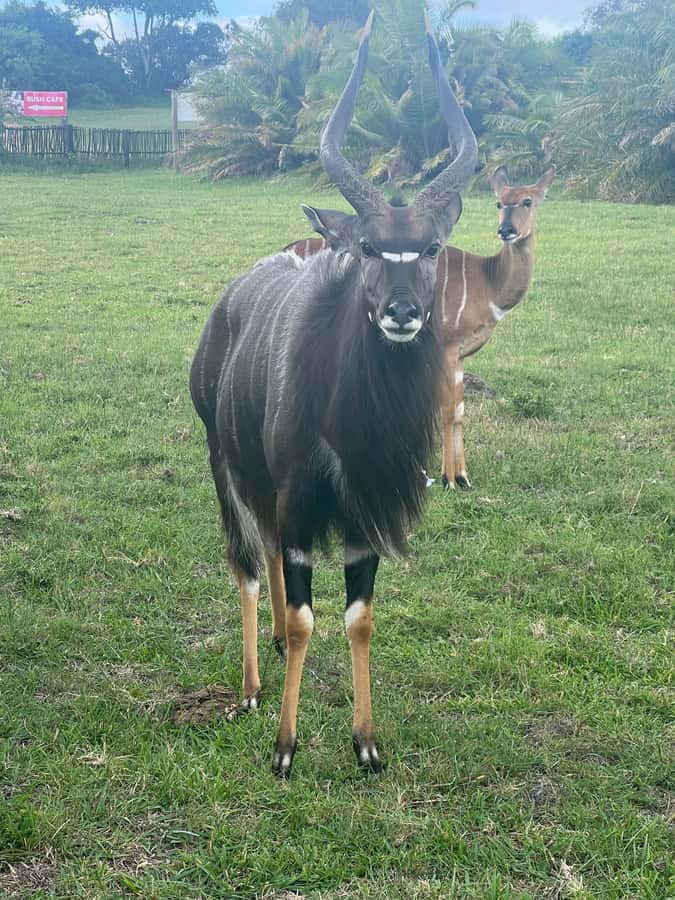 Kragga Kamma Game Park 4x4 & BBQ LUNCH - Is the $143 price fair?