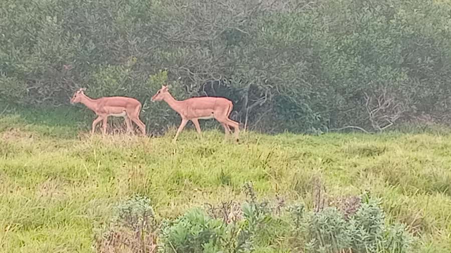 Kragga Kamma Game Park - Is $121 per person fair value?