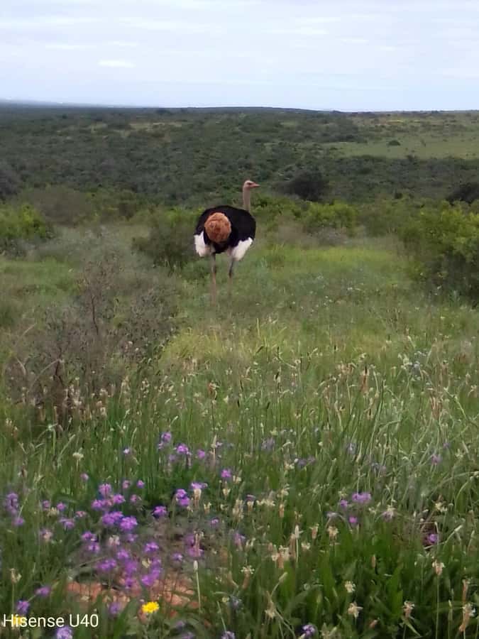 Kragga Kamma Safaris And Shore Excursions - Key points at a glance