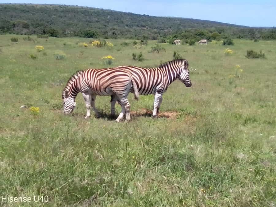 Kragga Kamma Safaris And Shore Excursions - Why Kragga Kamma works so well as a short safari