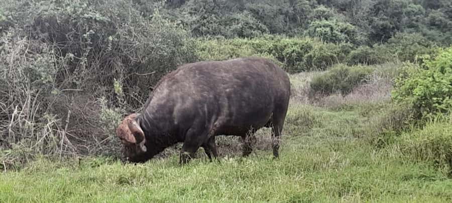 Kragga Kamma Safaris And Shore Excursions - Four hours among coastal forest and grassland