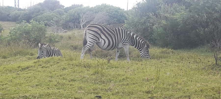 Kragga Kamma Safaris And Shore Excursions - The short ride from Port Elizabeth