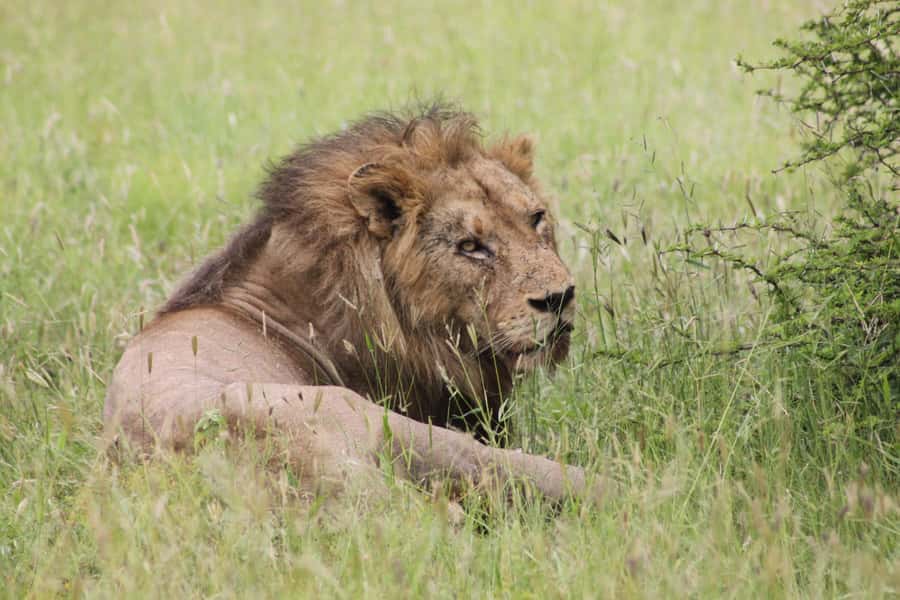 Kruger National Park: 3 Day Safari Tour - Why this three-day safari works