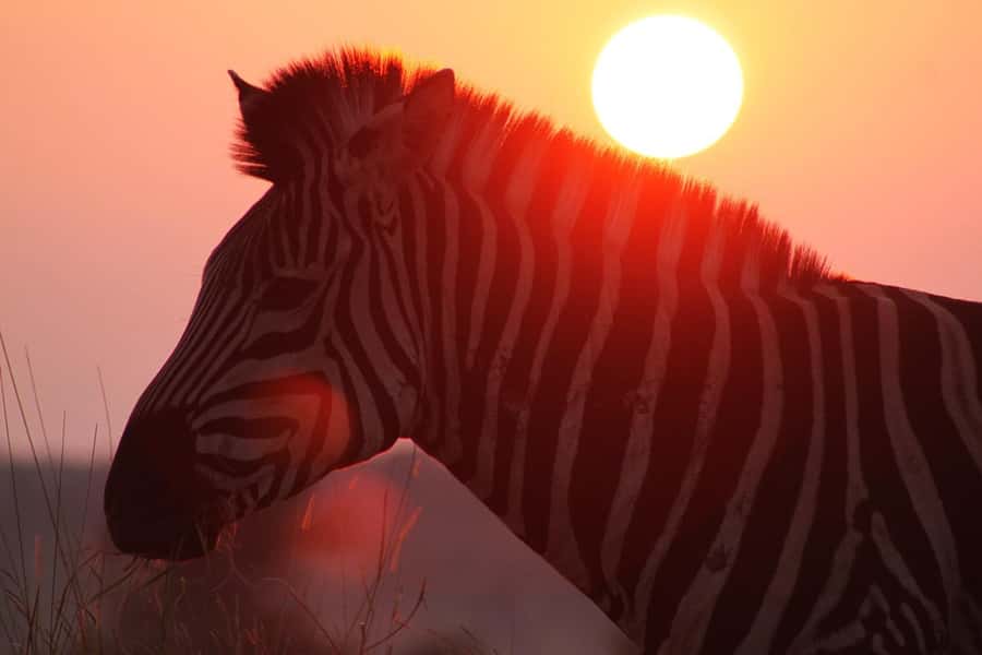 Kruger National Park: 3 Day Safari Tour - Group size and guide style