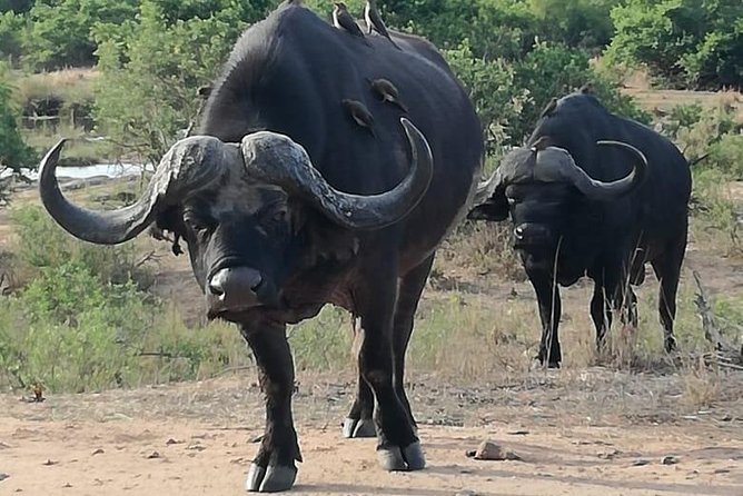 Kruger National Park 3 Days Best Ever Safari from Cape Town - Day 1: An afternoon game drive in Kruger