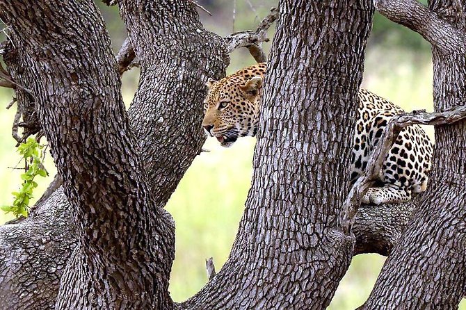 Kruger National Park 3 Days Best Ever Safari from Cape Town - Tembo Guest Lodge: practical, but know what you are booking