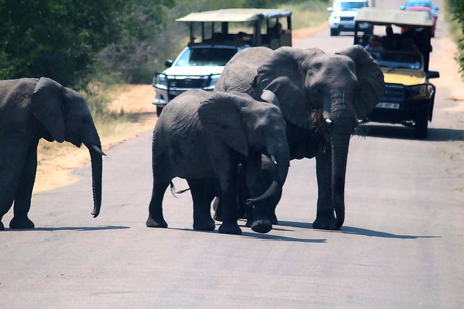 Kruger National Park 3 Days Best Ever Safari from Cape Town - Day 2: The main eight-hour safari