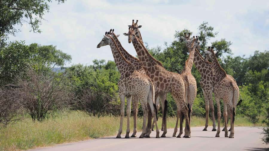 Kruger National Park 3 Days Best Ever Safari from Cape Town - Who should book this safari?