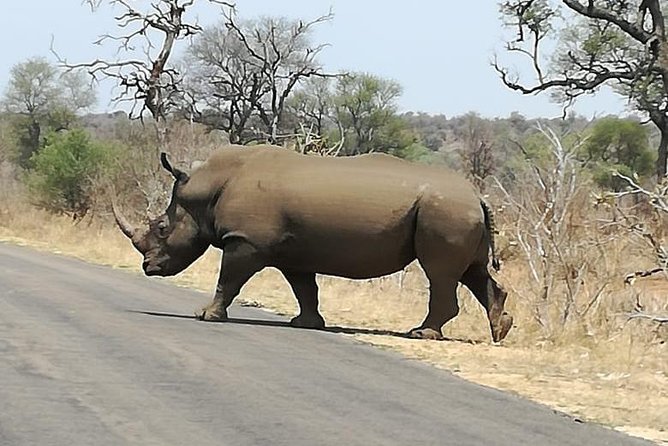 Kruger National Park 3 Days Best Ever Safari from Cape Town - Flying from Cape Town to the Kruger region