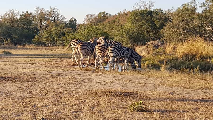 Kruger National Park: 3-Hour Walking Safari - Key points about this Kruger walking safari