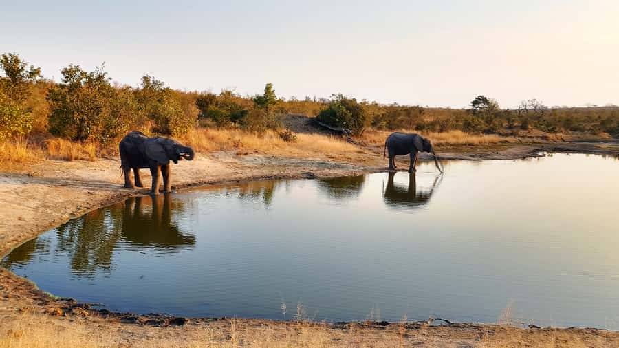 Kruger National Park: 3-Hour Walking Safari - Leaving the vehicle behind in Kruger