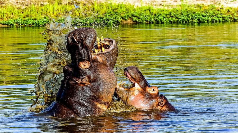 Kruger National Park: 3-Hour Walking Safari - Three hours of tracking on foot