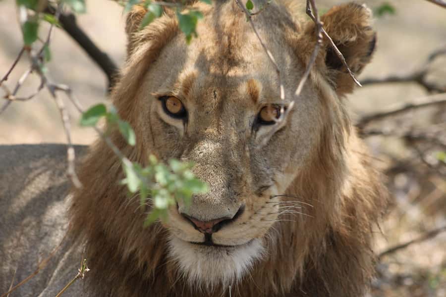 Kruger National Park - 4 Day Safari Tour - Key points to know before booking