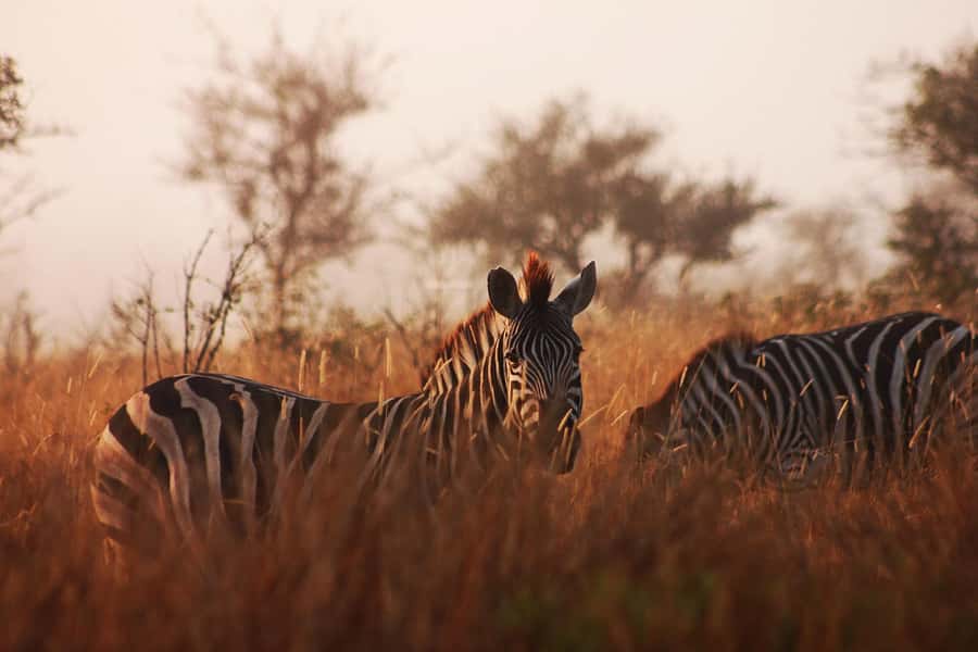 Kruger National Park - 4 Day Safari Tour - Day 2: Moholoholo and the Blyde River Canyon