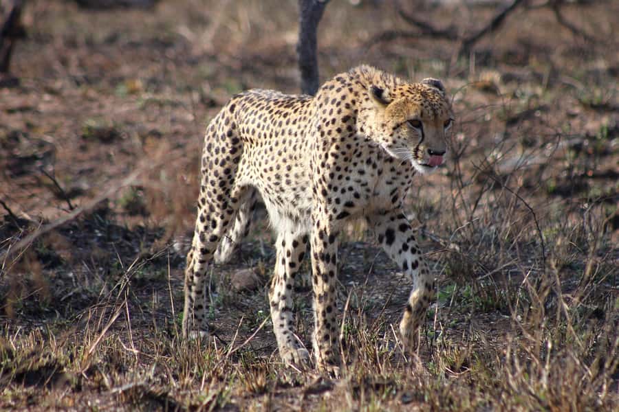 Kruger National Park - 4 Day Safari Tour - Day 1: The long road to Hoedspruit and a sunset in the bush