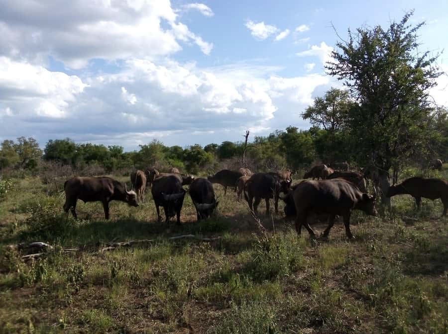 Kruger National Park: 4-Day Ultimate Safari Tour - Why this four-day Kruger plan works