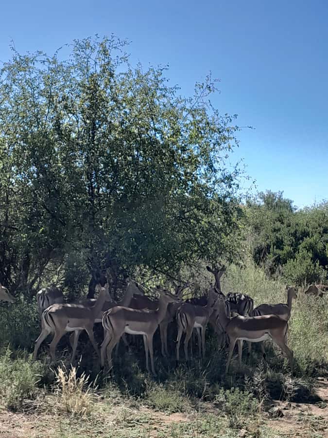 Kruger National Park: 4-Day Ultimate Safari Tour - Day one: Johannesburg to the Panorama Route