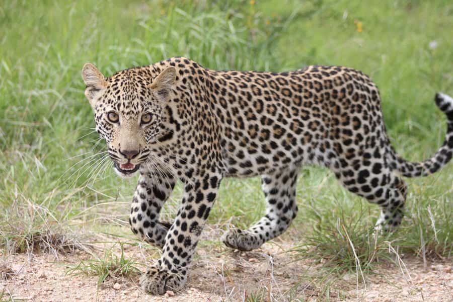 Kruger National Park - 5 Day Safari Tour - Key points to know before you book