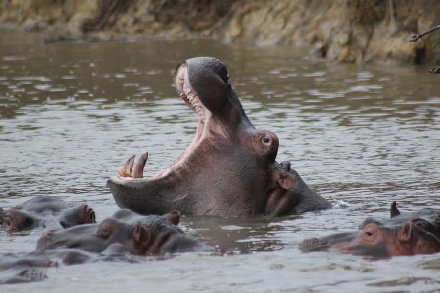 Kruger National Park - 5 Day Safari Tour - Day 2: A full day inside Kruger National Park