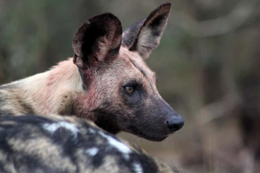 Kruger National Park - 5 Day Safari Tour - Camp life, meals, and comfort