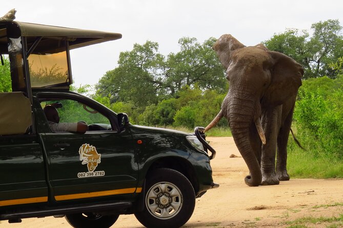 Kruger National Park Afternoon Private safari - Timing, comfort, and what to bring