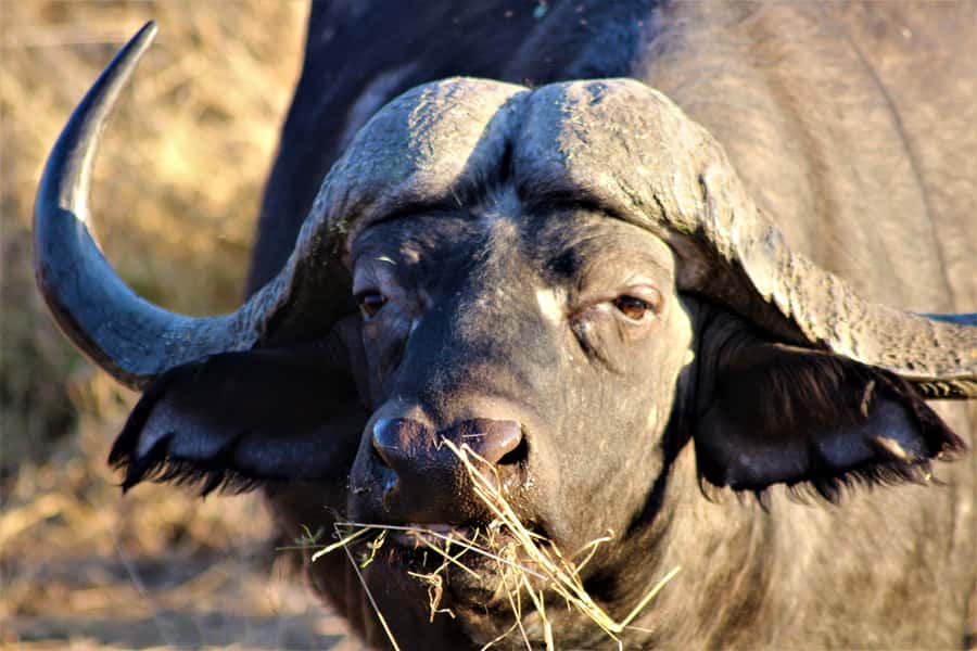 Kruger National Park Afternoon Safari - Choosing between an open and closed vehicle